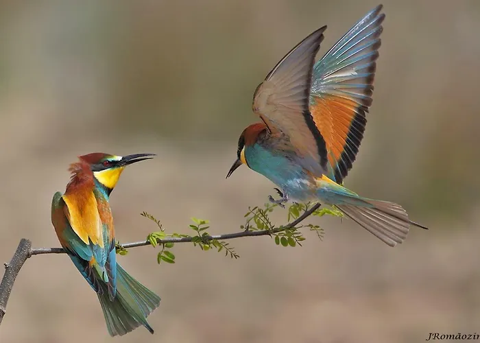 Hotel Moradias Douro Internacional *