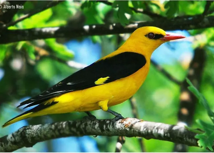 Moradias Douro Internacional * 프라익소데에스파다아신타